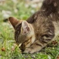 sering-liat-kucing-mengubur-kotorannya-sendiri-ternyata-begini-alasannya