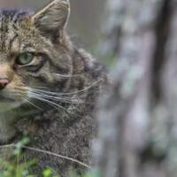 pengalaman-memelihara-wildcat-dari-seorang-influencer