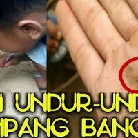 3-cara-asik-dan-unik-ambil-undur-undur-versi-ane-kecil
