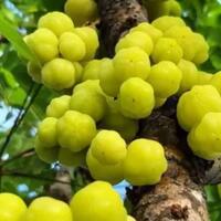 meski-masam-nyatanya-keempat-buah-ini-masih-banyak-diminati-apa-saja-itu