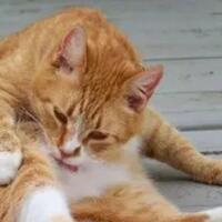 tungau-pada-kucing-bisa-menular-ke-manusia