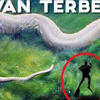 hewan-terbesar-di-rasnya-apa-saja-itu