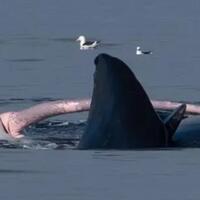 para-pejantan-tangguh-di-dunia-binatang-yg-merasa-mini-jangan-baca-ntar-minder