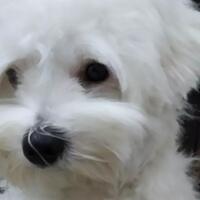 empat-alasan-mengapa-sebaiknya-anjing-jantan-dikebiri