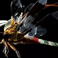 kenalin-nih-dragonfleye-si-capung-cyborg