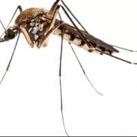 jutaan-nyamuk-yang-sudah-diubah-dna-nya-siap-dilepaskan