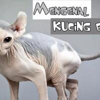 mengenal-kucing-gundul-dengan-telinga-melengkung-kucing-elf