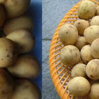 anak-kembar-sudah-biasa-buah-yang-kembar-buah-apa-ternyata-ada-lho-ini-buktinya