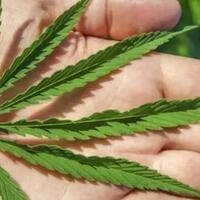 warga-thailand-boleh-tanam-ganja-sendiri-di-rumah-indonesia-bakal-ikuti