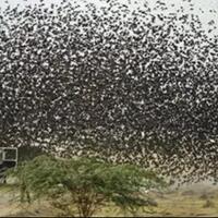 benarkah-hewan-bisa-memprediksi-bencana-alam-gempa-bumi