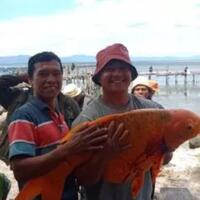 viral-ikan-mas-raksasa-danau-toba-tertangkap-warga-khawatir-musibah