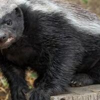 ratel-honey-badger-hewan-paling-barbar-di-muka-bumi