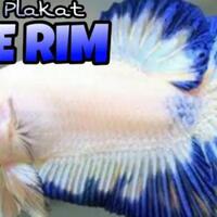 cupang-blue-rim-ikan-hias-indah-yang-sering-dilombakan