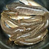 ikan-gabus-hias-channa-asal-indonesia-yang-kini-jadi-primadona