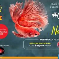 yang-punya-cupang-silahkan-nampang-di-mari-gan