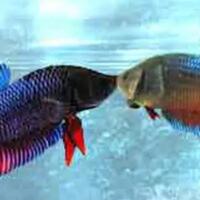 cocupang-ikan-cupang-sirip-ekornya-indah-suka-berantem-apakah-enak-dimakan