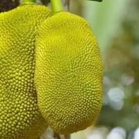 zaman-sudah-moderen-tapi-6-buah-dan-sayur-ini-masih-kental-dengan-mitos