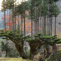 teknik-jepang-abad-ke-15-menumbuhkan-pohon-cedar-yang-begitu-lurus
