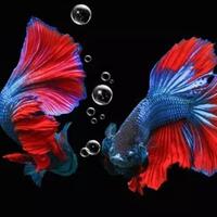 sejarah-ringkas-betta-splendends-sikecil-yang-cantik-dan-pemberani