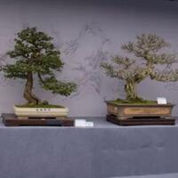 mengenal-quotpenjingquot-seni-menanam-pohon-yang-jauh-lebih-kuno-dari-bonsai