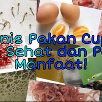 cocupang-10-jenis-pakan-cupang-yang-sehat-dan-penuh-manfaat-sudah-coba