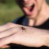 efek-samping-aneh-yang-disebabkan-gigitan-laba-laba