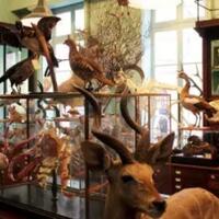 pasar-pasar-aneh-ini-menjual-benda-benda-tak-lazim