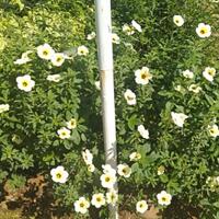 inilah-bunga-dhuha-penggetar-jiwa