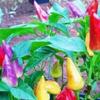 rainbow-pepper-tanaman-hias-yang-bisa-dikonsumsi-masak-sih
