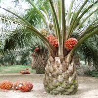 inilah-fungsi-pupuk-pada-tanaman-kelapa-sawit