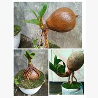 si-bonsai-kelapa-cantik-yang-memikat-hati-ternyata-bisa-dibuat-sendiri-loh