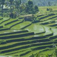 sempat-muncul-di-google-doodle-yuk-mengenal-sistem-irigasi-tradisional-subak-di-bali