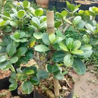 membudidayakan-bonsai-beringin-dolar-tanpa-media-tanah-begini-tipsnya