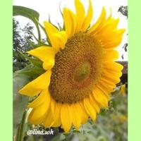 tips-menanam-dan-merawat-bunga-matahari-di-dalam-pot