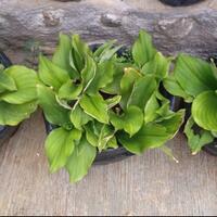 agan-penyuka-kencur-yuk-tanam-kencur-sendiri-di-polybag-memakai-tips-dan-trik-ini