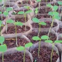 tips-menyemai-benih-pepaya-buah-manis-untuk-penuhi-gizi-harian