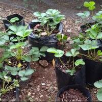 pohon-strawberry-juga-bisa-hidup-di-daerah-panas-lho-ga-percaya-ikuti-tips-ane