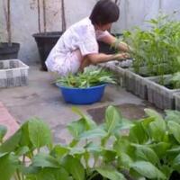 tips-menyulap-pekarangan-sempit-menjadi-kebun-aneka-sayuran