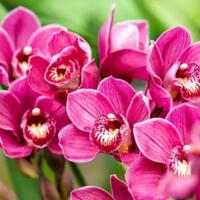 media-tanam-berbeda-dengan-bunga-lain-simak-tips-menaman-anggrek-agar-bunganya-lebat