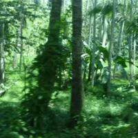 video-game-tentang-hutan
