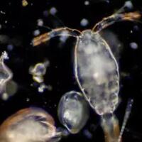 seandainya-semua-hewan-di-bumi-punah-hewan-apa-yang-ingin-gansis-sisakan