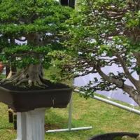 jarang-diketahui-ini-6-alat-rahasia-yang-dipakai-seniman-bonsai-di-belakang-layar