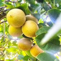 dapat-vitamin-c-gratis-berkat-menanam-lemon
