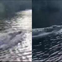 heboh-video-penampakan--buaya-gila--yang-berenang-layaknya-seekor-lumba-lumba