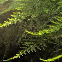 asparaga-3-cara-sederhana-merawat-tanaman-hias-media-tanah
