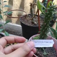 tips-merawat-tanaman-unik-dan-antimainstream-monadenium-di-pot-mini