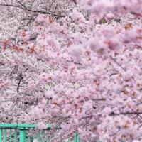 mengenal-orang-orang-bernama-sakura