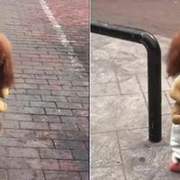 cerita-sedih-di-balik-lucunya-anjing-pudel-yang-pandai-berjalan