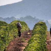 ini-dia-10-negara-penghasil-kopi-terbesar-di-dunia-indonesia-no-berapa-gan