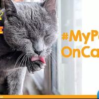 hayukkk-gansis-yang-punya-pets-ikutan-community-challenge-forum-pets